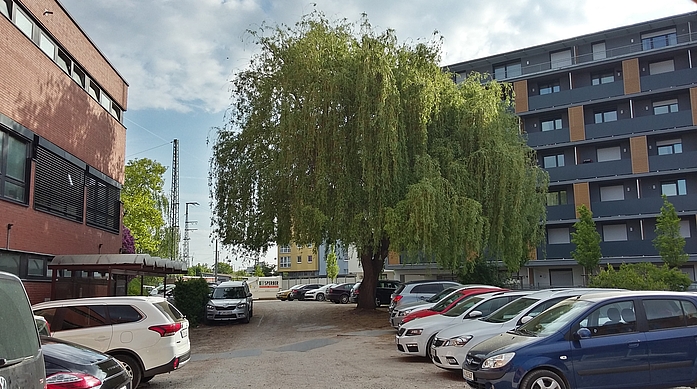 Weidenbaum im Mai mit kräftigem Grün. Drumherum stehen geparkte Autos. 